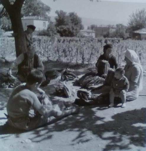 Μάζεμα φύλλων καπνού, 1950 -55
