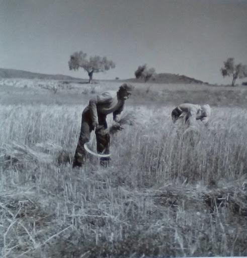 Θερισμός . Λειβαδιά, Αύγουστος 1946