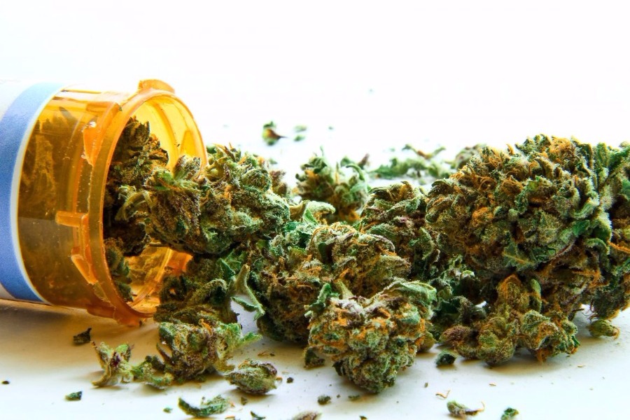 Cannabis sativa