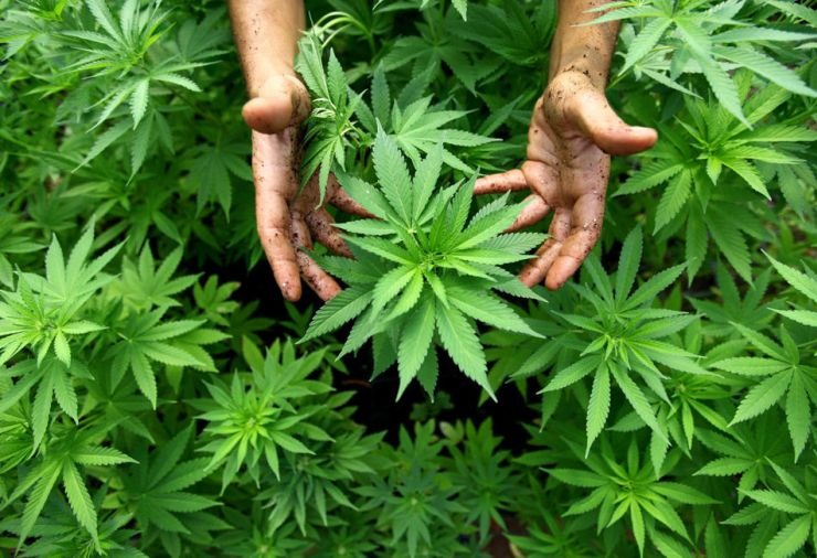 Cannabis sativa
