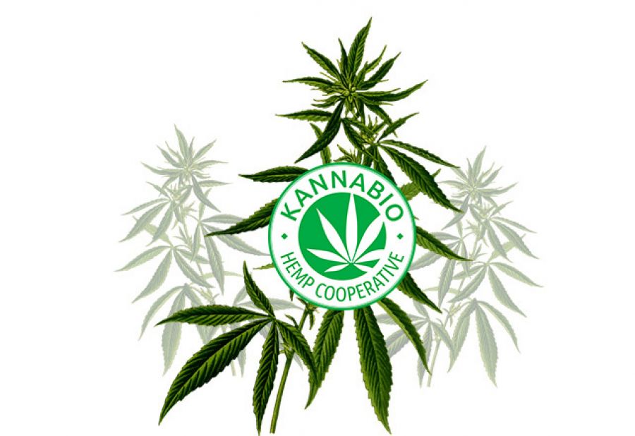 Cannabis sativa