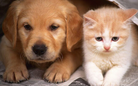 puppy kitten