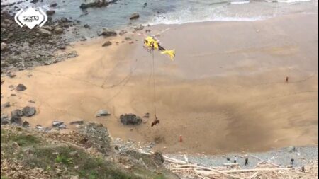 Ισπανία: Εντυπωσιακή διάσωση από αέρος ενός ταύρου 800 κιλών, που είχε εγκλωβιστεί σε παραλία (ΒΙΝΤΕΟ) diasosi taurou spain