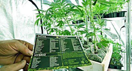 ΝΣ για την «φαρμακευτική» κάνναβη