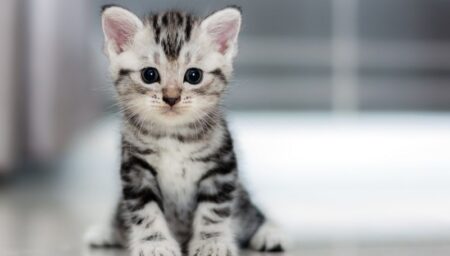 kitten