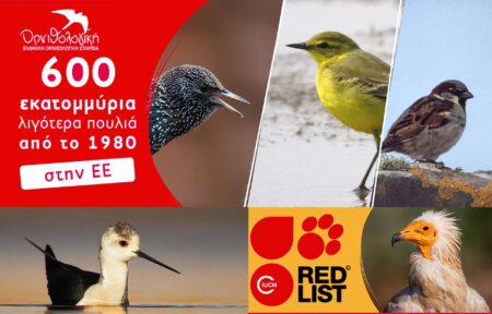 600 εκατομμύρια έχει μειωθεί ο πληθυσμός των πουλιών στην ΕΕ από το 1980