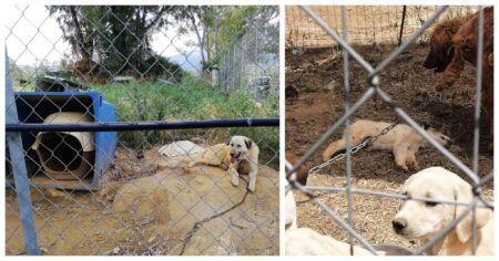 Η ΛΑΣΥ Σπάρτης για το διαρκές έγκλημα εναντίον των ζώων που βρίσκονται στα «καταφύγια» του δήμου