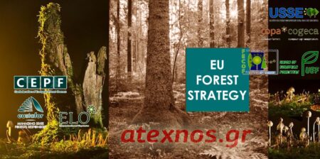 Ευρωπαϊκή δασική στρατηγική: Πυλώνας οι “ιδιοκτήτες” και “διαχειριστές” δασών