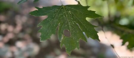 Φύλλο πλατάνου με σημάδια της ασθένειας